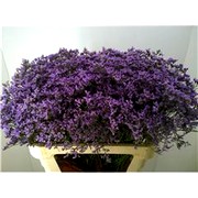 image фото Limonium Maine Blue - лимониум оптом купить цветы и растения из Голландии, Германии, Италии, Испании, Дании, Эквадора, Колумбии, Азии, Африки, Израиля, Китая, Тайланда, Тайваня с доставкой по Украине в: Киев, Львов, Черкассы, Кировоград, Полтава, Ровно, Днепропетровск, Запорожье, Харьков, Кривой Рог, Днепр, Одесса, Николаев, Херсон, Умань, Кропивницкий